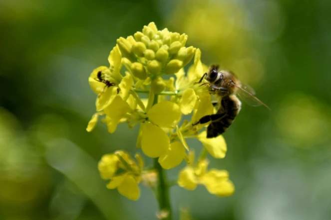 Une abeille butine dans un champ de fleurs à Plasa, le 13 mai 2020 en Albanie