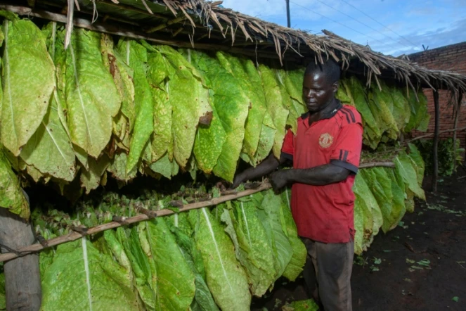Un producteur de tabac, Chikumbutso Chekeni, devant sa récolte dans le village de Mlangala, au Malawi, le 8 avril 2022 