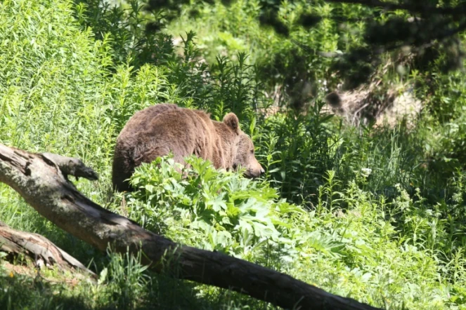 Ours des Pyrénées: feu vert aux mesures d'effarouchement 