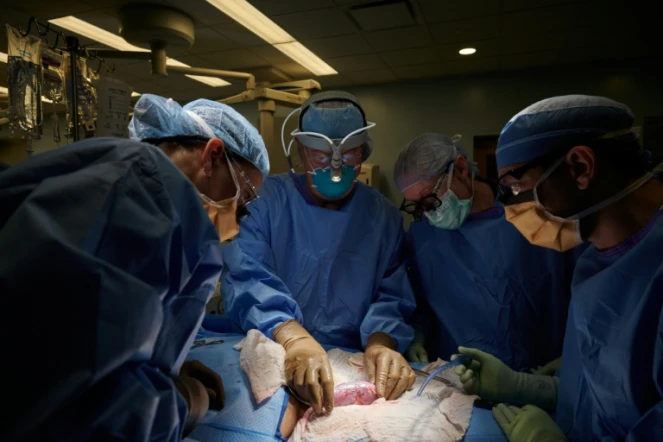 Une équipe de chirurgiens de l'hôpital NYU Langone examine un rein de porc transplanté sur un humain le 25 septembre 2021