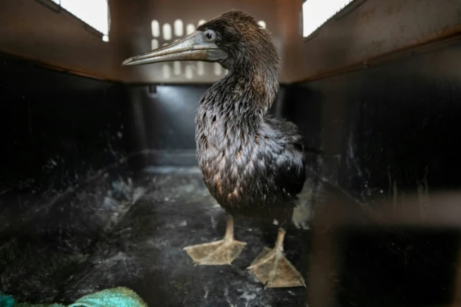 Un cormoran imbibé de pétrole attend d'être soigné au zoo Las Leyendas de Lima, le 20 janvier 2022