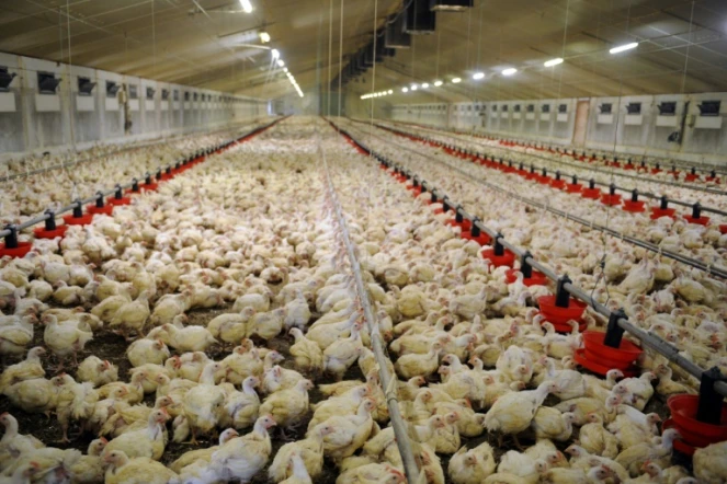 La consommation de poulet augmente en France, ce qui pose la question des sources d'approvisionnement et des conditions d'élevage