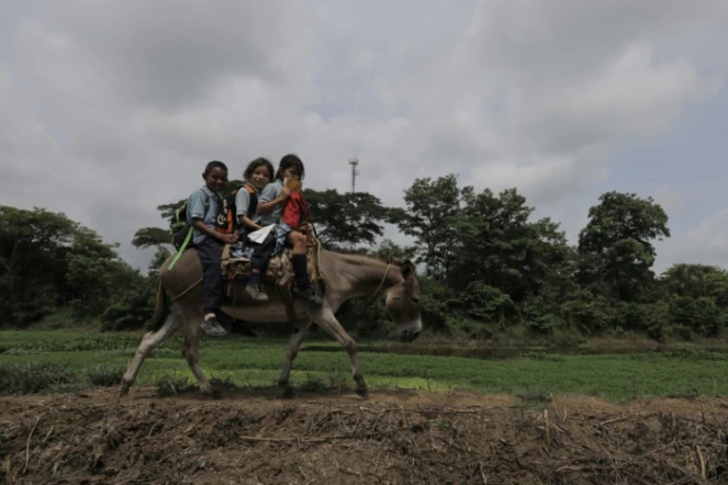 Des écoliers sur un âne à proximité de Leticia, dans la province de Cordoba, dans le nord de la Colombie, le 8 juin 2018