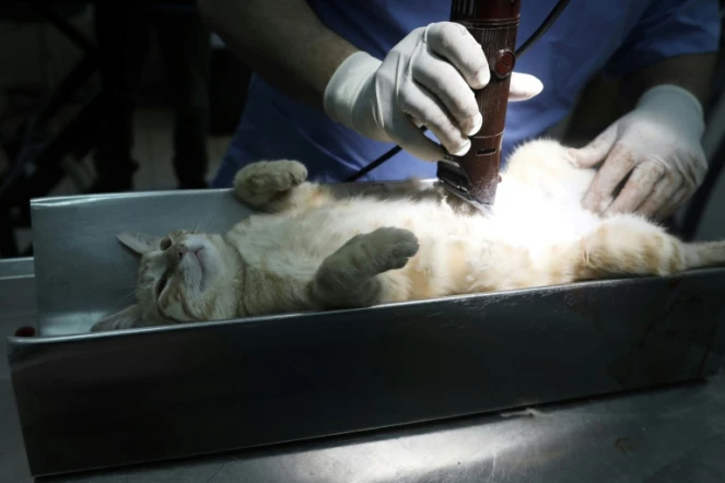 Un vétérinaire prépare un chat pour une opération de stérilisation au centre vétérinaire municipal de Jérusalem, le 7 mars 2019
