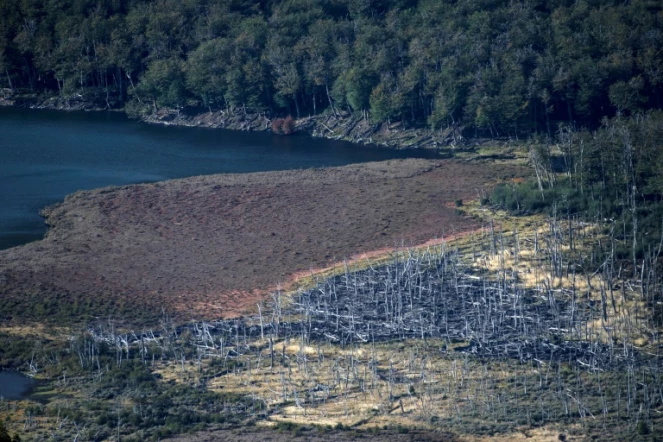 Des arbres de la forêt du parc Karukinka ravagés par des castors, le 10 mars 2021  en Terre de feu, au sud du Chili