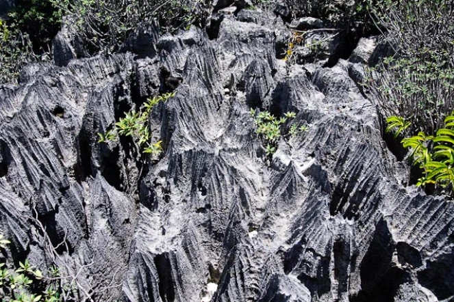 Le parc national Ankarana à Madagascar photo Noel Thomas