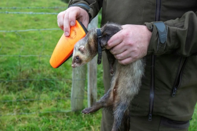 Steven McGonigal, considéré comme le dernier chasseur de lapins professionnel aux méthodes traditionnelles en Irlande, pose un émetteur GPS sur son furet, le 18 août 2020 à Donegal