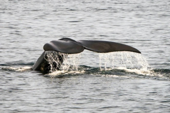 Une baleine franche en Atlantique nord au large de Cape Cod dans le Massachusetts, le 14 avril 2020