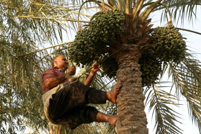 Un homme cueille des dattes à Badra, dans l'est de l'Irak, le 5 juillet 2022