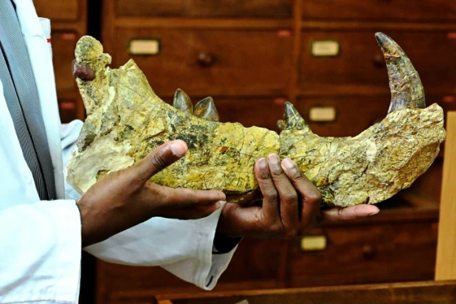 La machoire géante du "simbakubwa kutokaafrika", gigantesque carnivore préhistorique, du Musée national de Nairobi, le 23 mai 2019 au Kenya