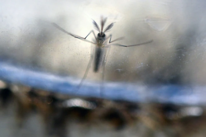 Des larves de moustiques Aedes Aegypti, photographiées dans un laboratoire du ministère de la Santé à El Salvador (San Salvador), le 7 février 2016