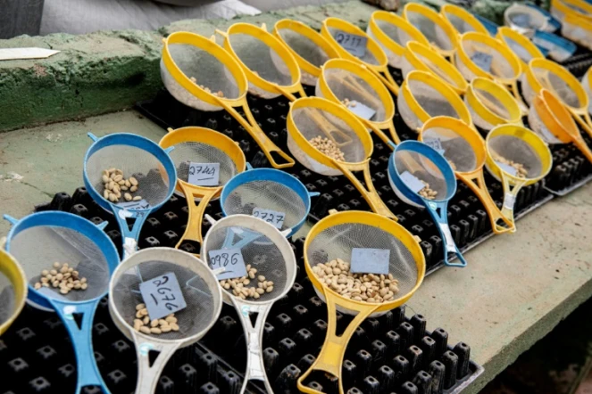 Des graines de café stockées au Centre de Recherche et d'Enseignement en Agronomie Tropicale, le 19 juillet 2023 à Turrialba, au Costa Rica
