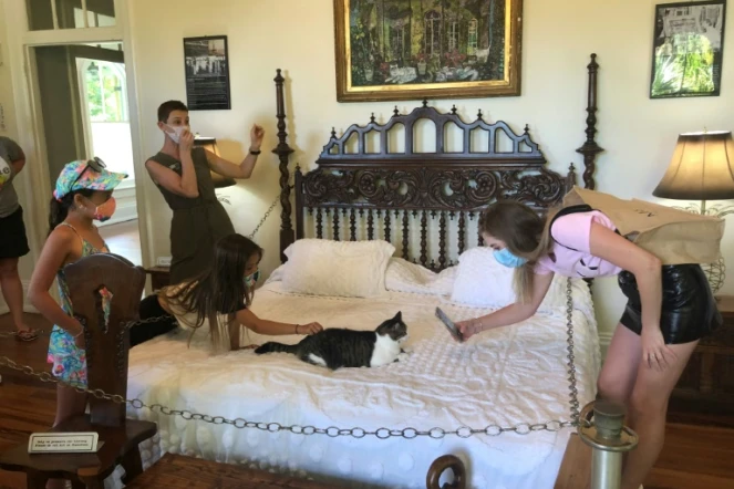 Quelques touristes prennent en photo un chat à six doigts dans la maison d'Ernest Hemingway à Key West, en Floride, le 30 août 2020 