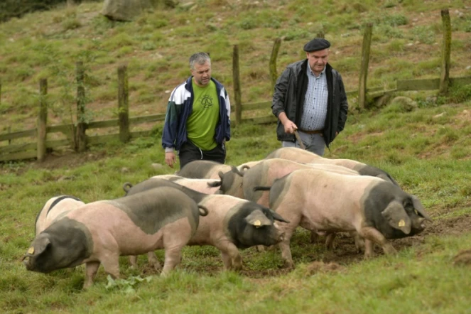 Les fermiers Pierre Oteiza (d) et Michel Ocafrain dans un pré avec leur cochons noirs, à Banca dans la vallée des Aldudes le 19 septembre 2016