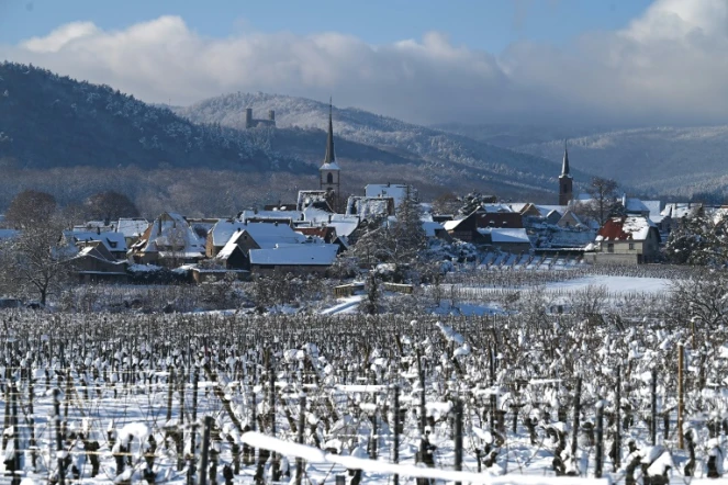 Les vignes couvertes de neige dans le village de Mittelbergheim, dans l'est de la France, le 15 janvier 2021