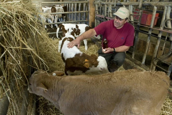 L'éleveur français Dominique Viallard soigne ses bêtes avec des huiles essentielles dans sa ferme à Saint-Genès-la-Tourette, dans le Puy-de-Dôme, le 29 septembre 2015