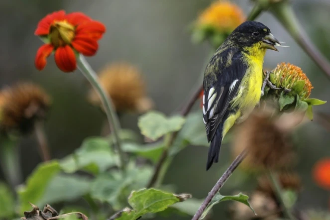 Un passereau sur une branche le 15 mars 2018
à Medellin en Colombie où se tient la réunion de la Plateforme intergouvernementale sur la biodiversité et les services écosystémiques (IPBES) du 17 au 26 mars