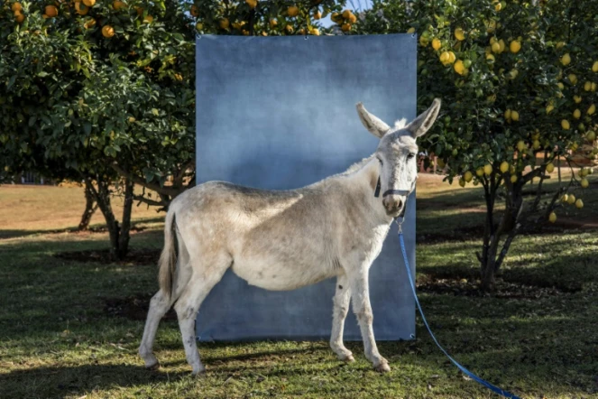 Elsa, 8 ans, à la ferme des Christelis, à Magaliesburg, le 13 juin 2022