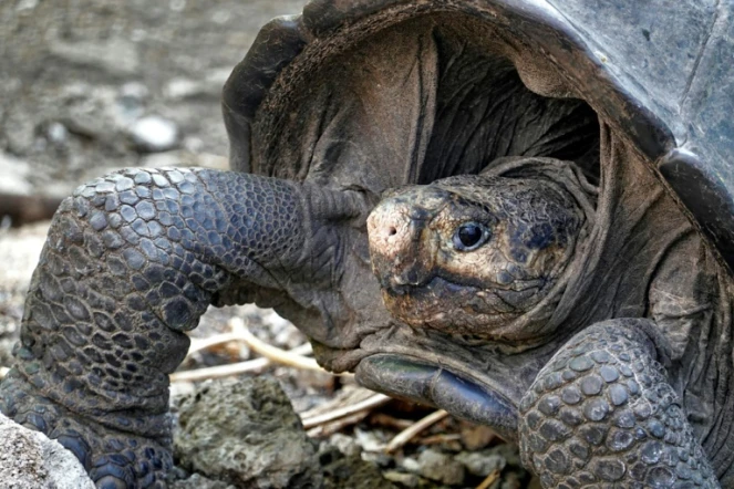 Une tortue géante Chelonoidis phantasticus sur l'île de Santa Cruz, en février 2019 aux Galapagos