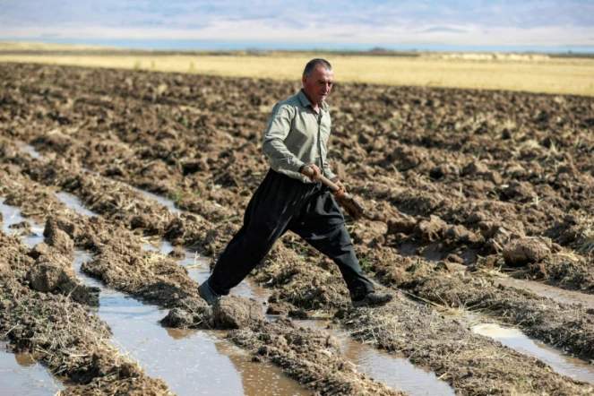 Un agriculteur kurde dans une ferme du district de Rania, près du barrage de Dukan, au nord-ouest de la ville de Suleimaniyeh, dans la région autonome du Kurdistan, dans le nord-est de l'Irak, le 2 juillet 2022