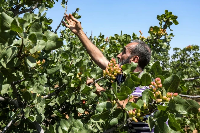 Un producteur de pistaches examine ses arbres à Maan, un village près vde Hama, dans le centre-ouest de la Syrie), le 24 juin 2020