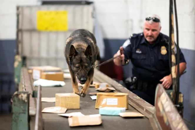 Un  agent de la douane américaine, aidé par un berger allemand, cherche de la drogue dans des paquets arrivés au centre de tri postal de l'aéroport John F. Kennedy, le 24 juin 2019 à New York
