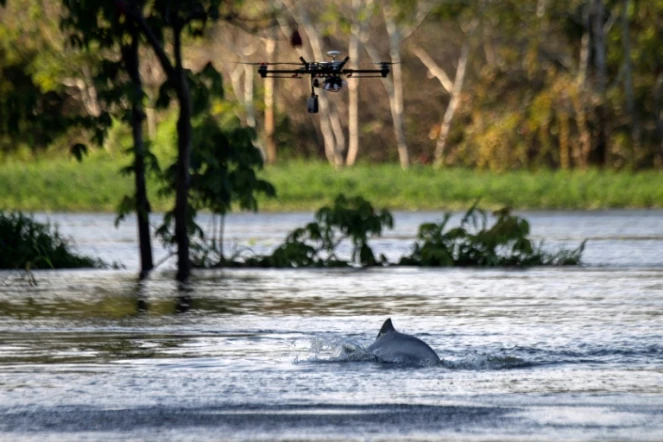 Un dauphin de la rivière Jaraua, en Amazonie, au Brésil observé à l'aide d'un drone, le 28 juin 2018