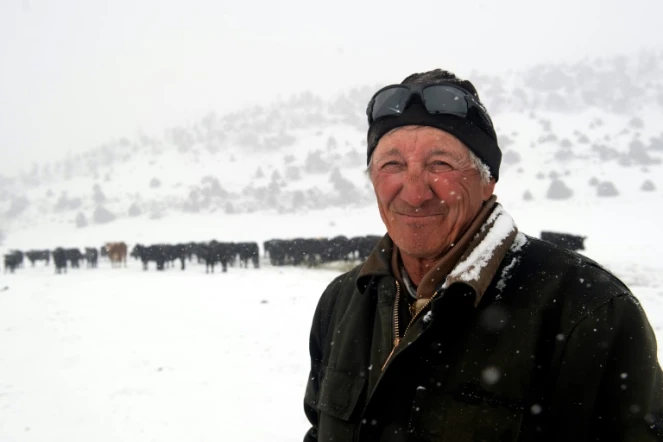 Don Gittleson devant son troupeau de vaches dans son ranch de Sherman Creek, près de Walden, le 27 mars 2023 au Colorado