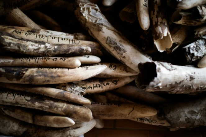 Une pile d'ivoire stocké avant destruction le 20 février 2014, à Zakouma au Tchad. 