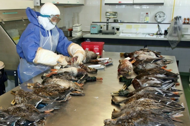 Une personne de la direction départementale des services vétérinaires (DDSV) des Alpes-Maritimes effectue des prélèvements sur des cadavres de canards, le 18 septembre 2006 à Sophia-Antipolis, dans le cadre de la surveillance de la grippe aviaire.