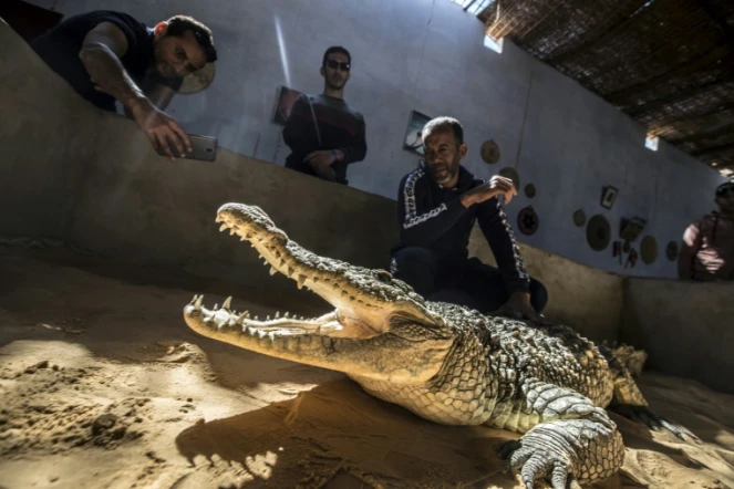 Mamdouh Hassan (D) montre un crocodile à des visiteurs dans sa maison du village égyptien de Gharb Soheil (sud), le 3 février 2020