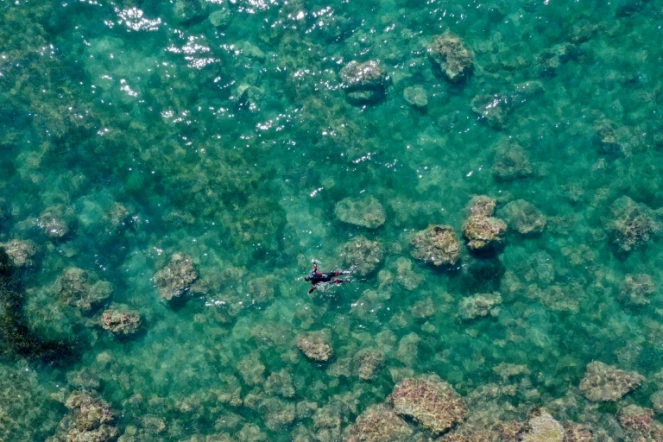 Vue aérienne montrant le  professeur Sajmir Beqiraj le 12 juillet 2021 au large de la plage de Kallmet, en Albanie, à la recherche d'algues invasives