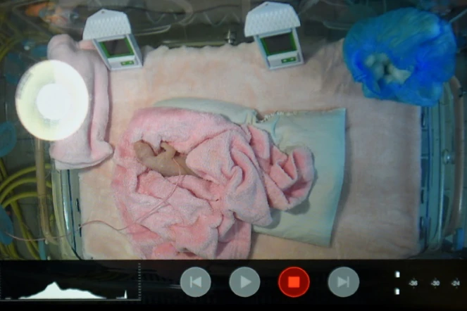Sur un écran, le bébé panda du zoo de Beauval, dans le Loir-et-Cher, le 4 août 2017