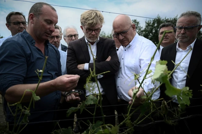 Le ministre de l'Agriculture Marc Fesneau visite une vigne dévastée par la grêle à Castelnau d'Auzan Labarrere dans le Gers, le 6 juin 2022