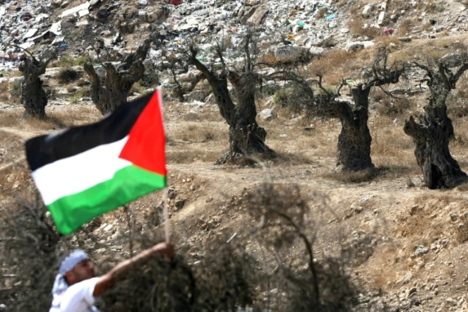 Un homme brandit un drapeau palestinien dans un champs d'oliviers à Hébron Hébron en Cisjordanie occupée, le 16 octobre 2010