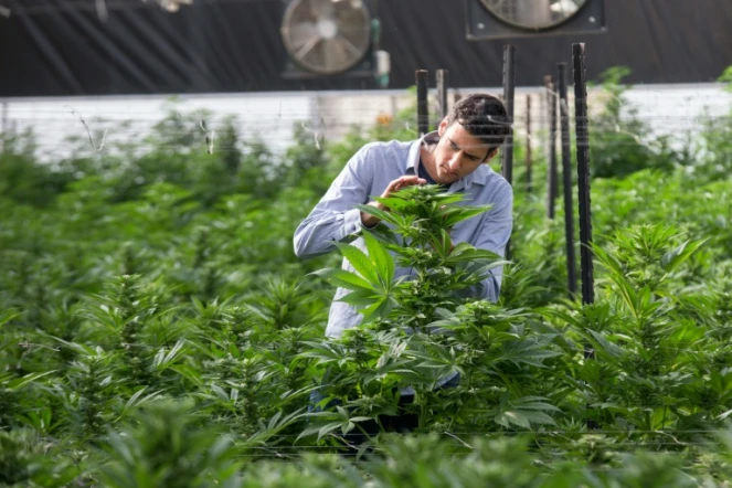 Un ingénieur agricole examine des plants de cannabis dans l'enceinte de B.O.L (Breath of Life, souffle de vie) Pharma près de Kfar Pines en Israël, le 9 mars 2016