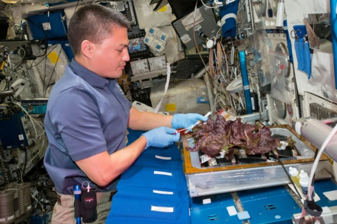 Sur cette photo non datée de la Nasa, l'astronaute Kjell Lindgren fait une récolte dans l'ISS