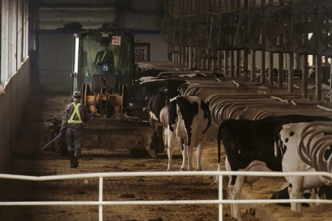 Des vaches dans une ferme géante le 3 mai 2016 à Gannan en Chine