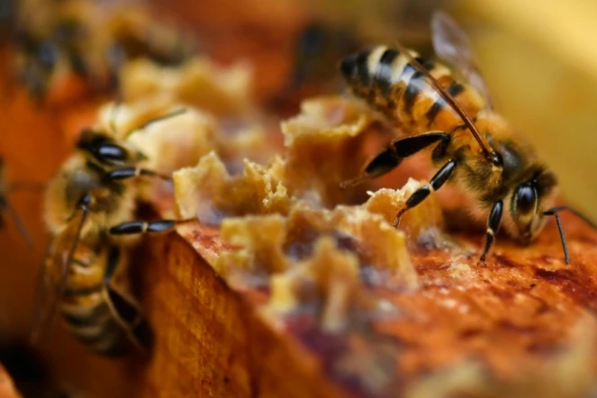 Des abeilles sur des cadres de miel à Ploerdut, dans l'ouest de la France, le 19 juin 2018 