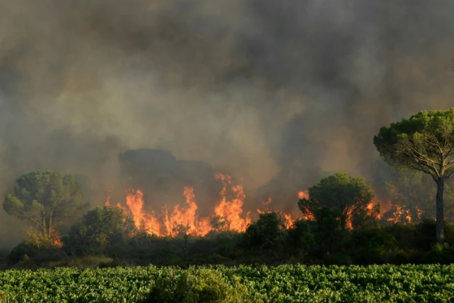 Incendie près de Gonfaron, dans le Var, le 17 août 2021
