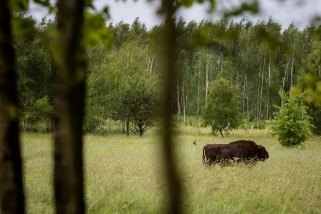 Un bison européen dans la forêt de Bialowieza, en Pologne, le 31 mai 2016