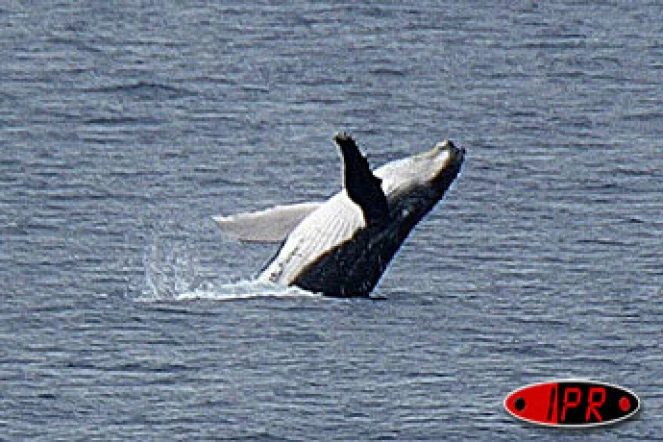 Une baleine et son petit ont longé la baie de Saint-Paul au niveau du cap Lahoussaye (Ouest) ce lundi après-midi 8 septembre 2003