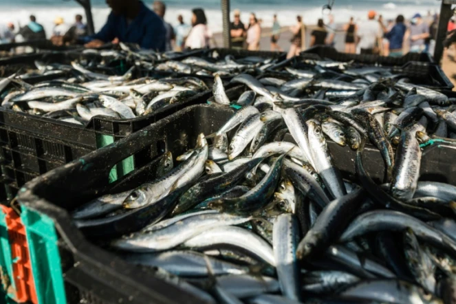 Des casiers de sardines sur la plage de Warner, au sud de Durban, le 20 juin 2021 