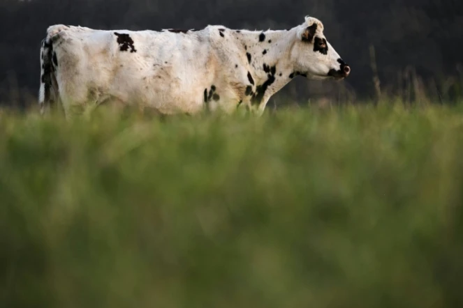 L'association de défense des animaux L214 a dénoncé jeudi la pose de hublots sur l'estomac de vaches dans un centre de recherche en nutrition animale situé dans la Sarthe, appartenant à l'entreprise Sanders, filiale du groupe Avril
