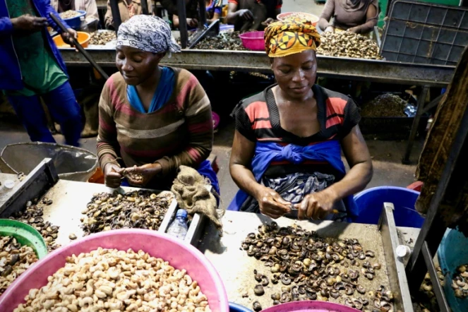 Des employées décortiquent des noix de cajou dans l'usine de Condor Nuts, le 9 mars 2018 à Nampula, au Mozambique