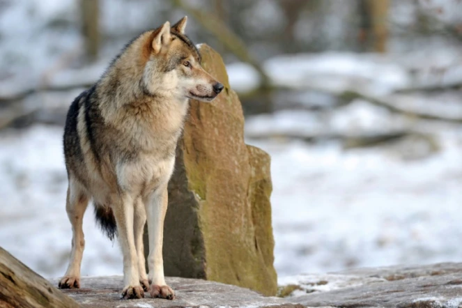Les loups gris sont toujours plus nombreux dans l'Hexagone, avec une population estimée à 921 à la sortie de l'hiver 2021-2022