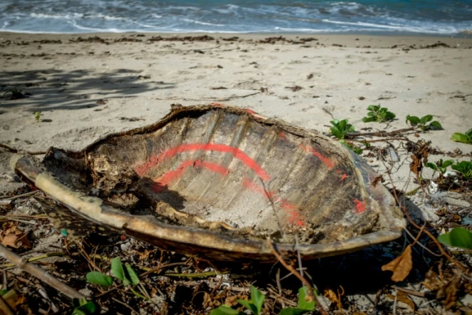 Une carapace vide de tortue de mer, victime de braconnage, gît sur une plage de l'île de Mayotte (France), le 8 juin 2018