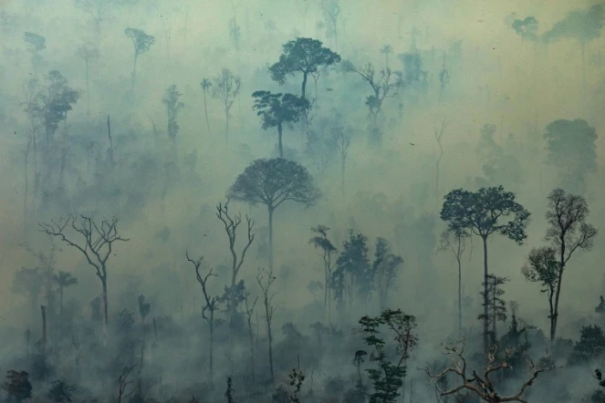 Photo aérienne diffusée par Greenpeace montrant des feux de forêt au Brésil dans l'Etat de Para, le 23 août 2019
