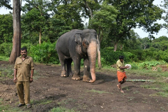 Le cornac Kirumaran M. (g) près de l'éléphant Moorthy, le 18 septembre 2021, dans la réserve de Theppakadu (Inde)