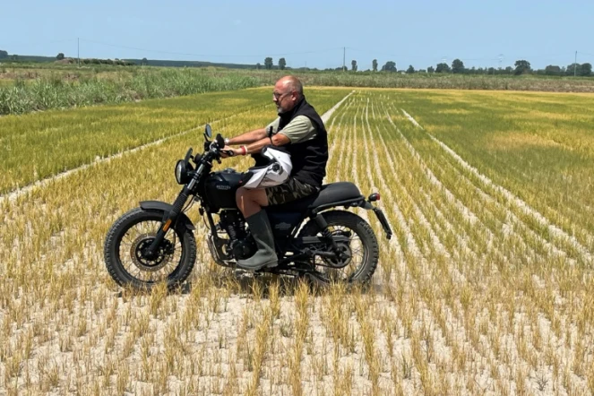 Le riziculteur Dario Vicini traverse ses champs desséchés à moto, à Zeme (nord de l'Italie), le 18 juillet 2022